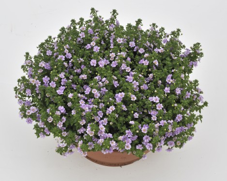 Bacopa double Pink*